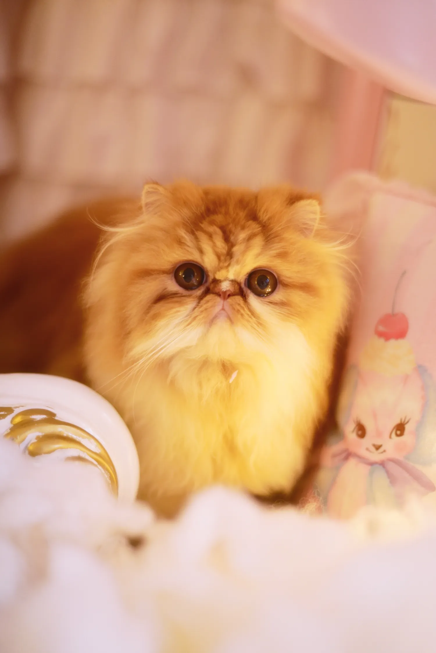 鳗鱼霏儿 NO.045 猫 NO.0000