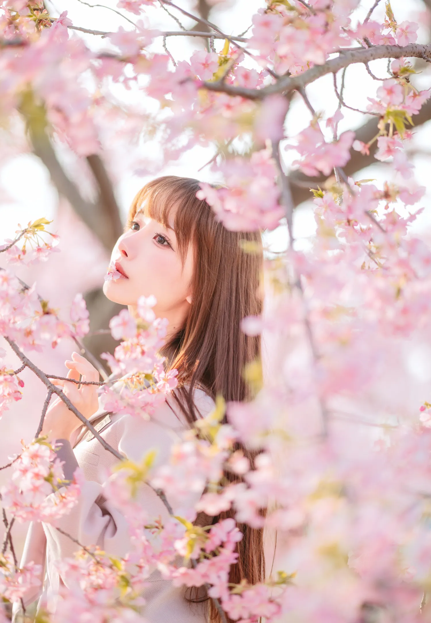 紫氯氯 NO.003 樱花下的JK少女 NO.0000