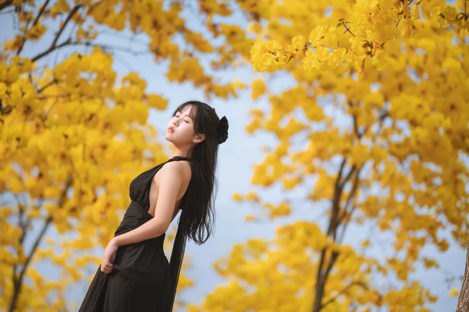 萌芽儿 NO.024 秋有银杏 春有黄风铃 NO.0000