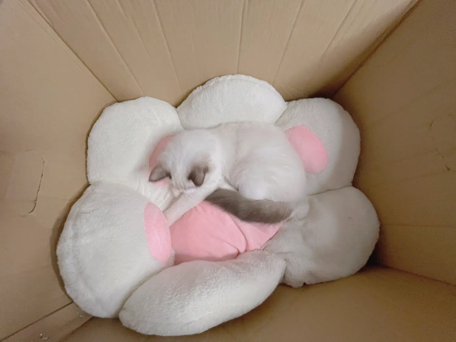 miko酱ww NO.041_008 猫猫 NO.0000