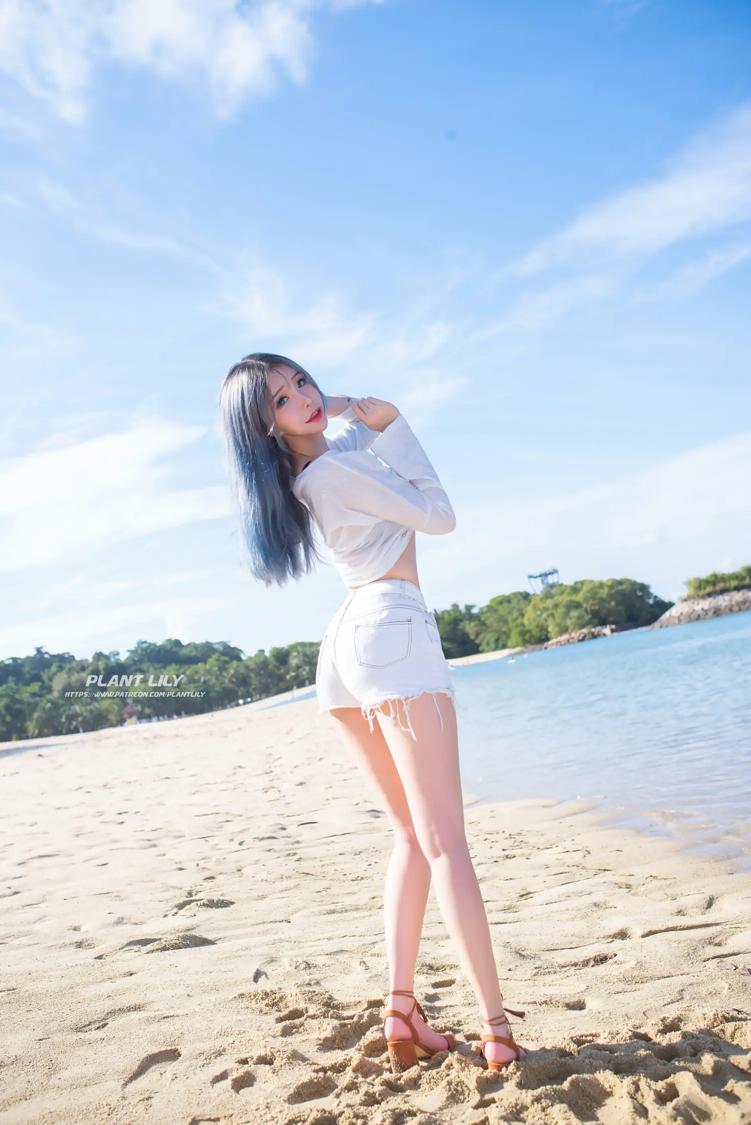 Plant Lily NO.002 Beach lily NO.0000